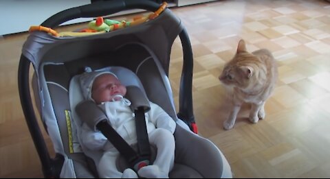 Cats Meeting Babies for the FIRST Time Compilation (NEW)