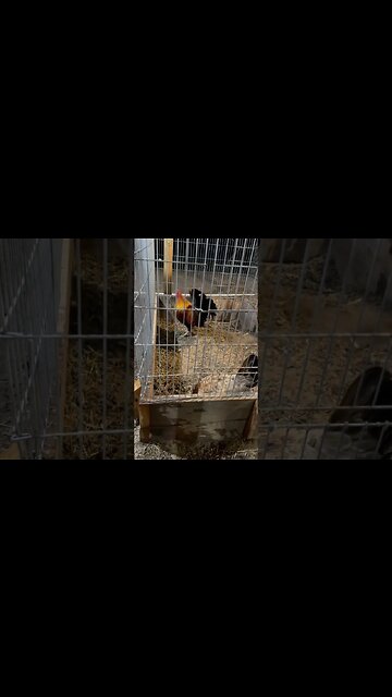 Albany Pair @ LivingWaterFarms247