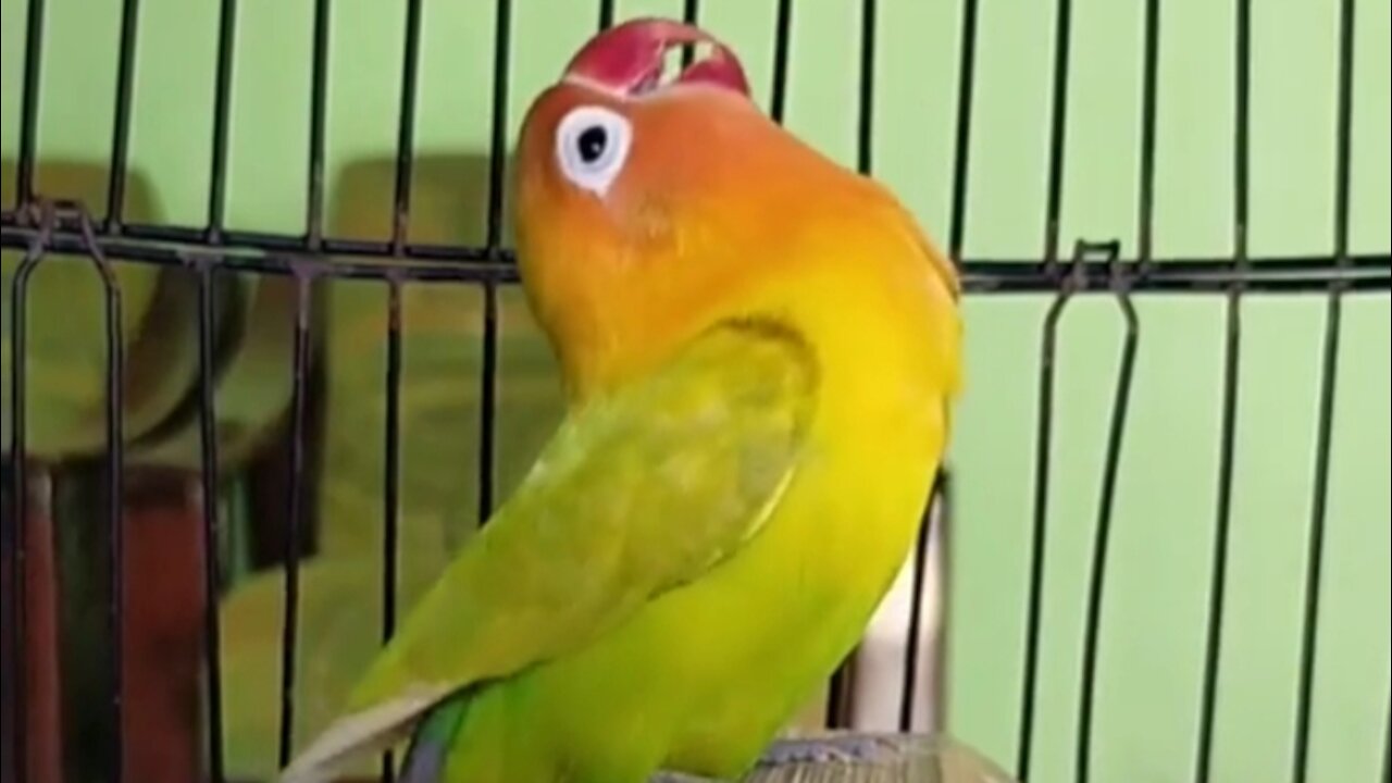 lovebird long choking