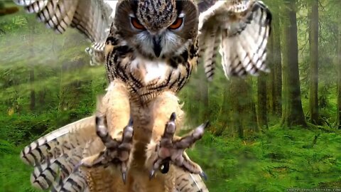 The owl is a bird of prey, which can be found on every continent except Antarctica.