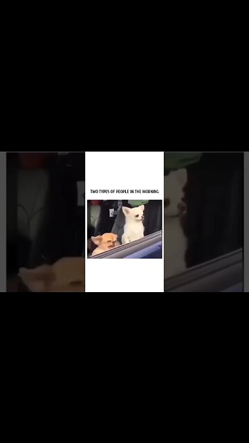 Bruh hasn’t exhausted his sleep quota! #shorts #viral #subscribe #shortvideo #reels #lol #funny #dog