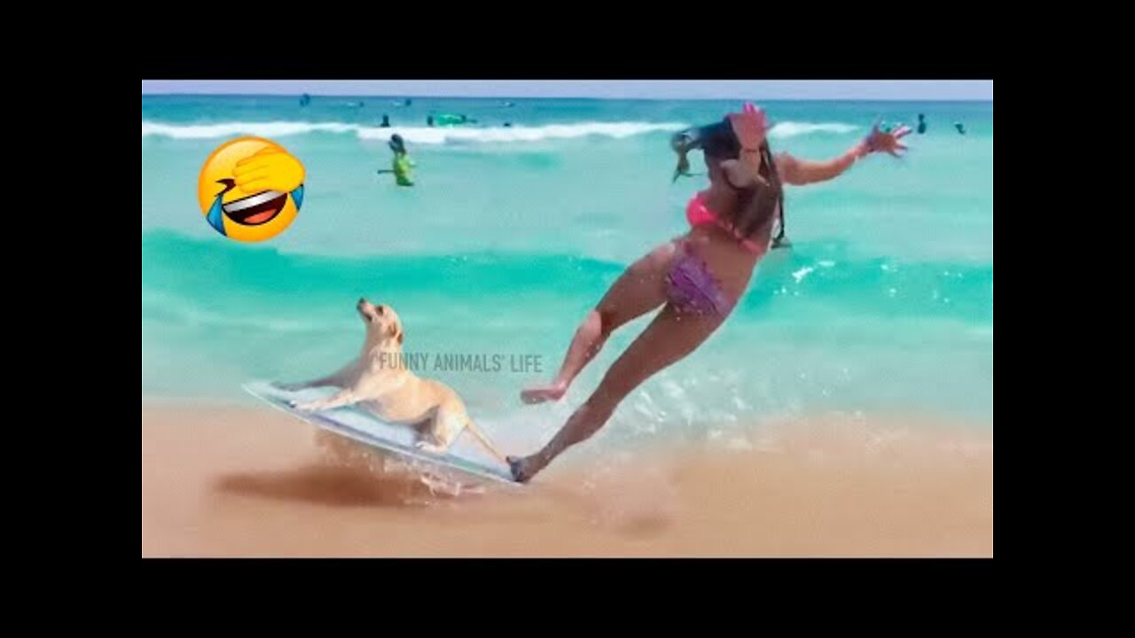 Best Funny Animal Videos 2022 😂😺 - Funniest Dogs And Cats Videos 😇