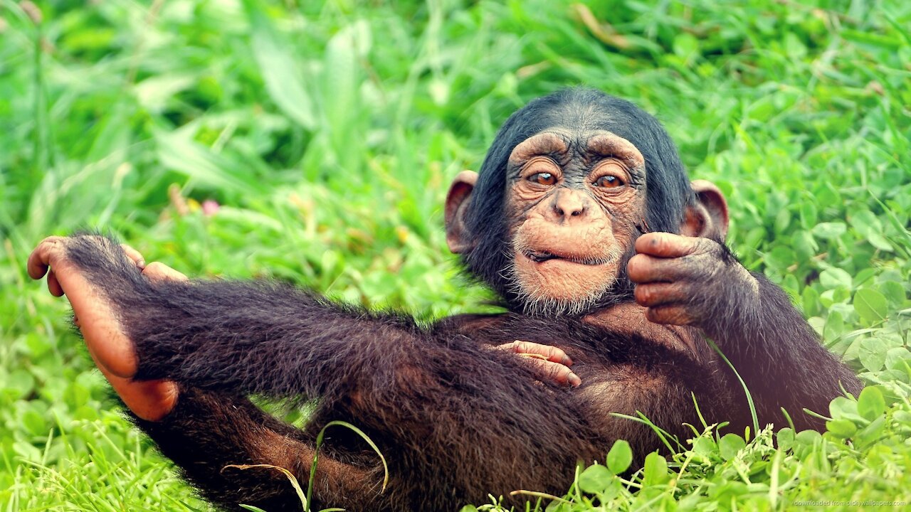 Cute little Monkeys playing