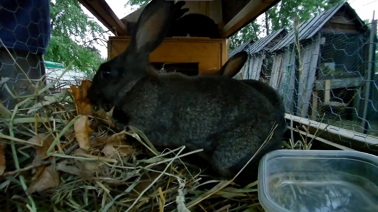 Getting the young rabbits ready for a dark night