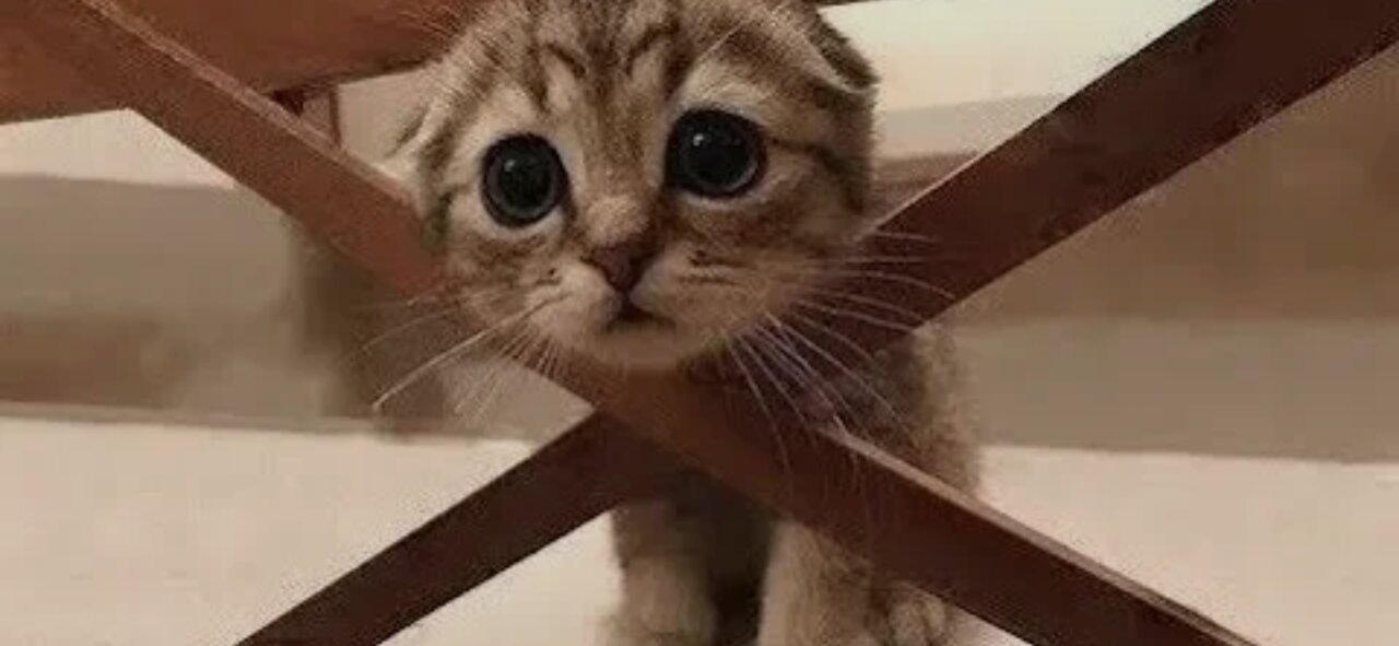 funny and cute animal videos compilation 2021