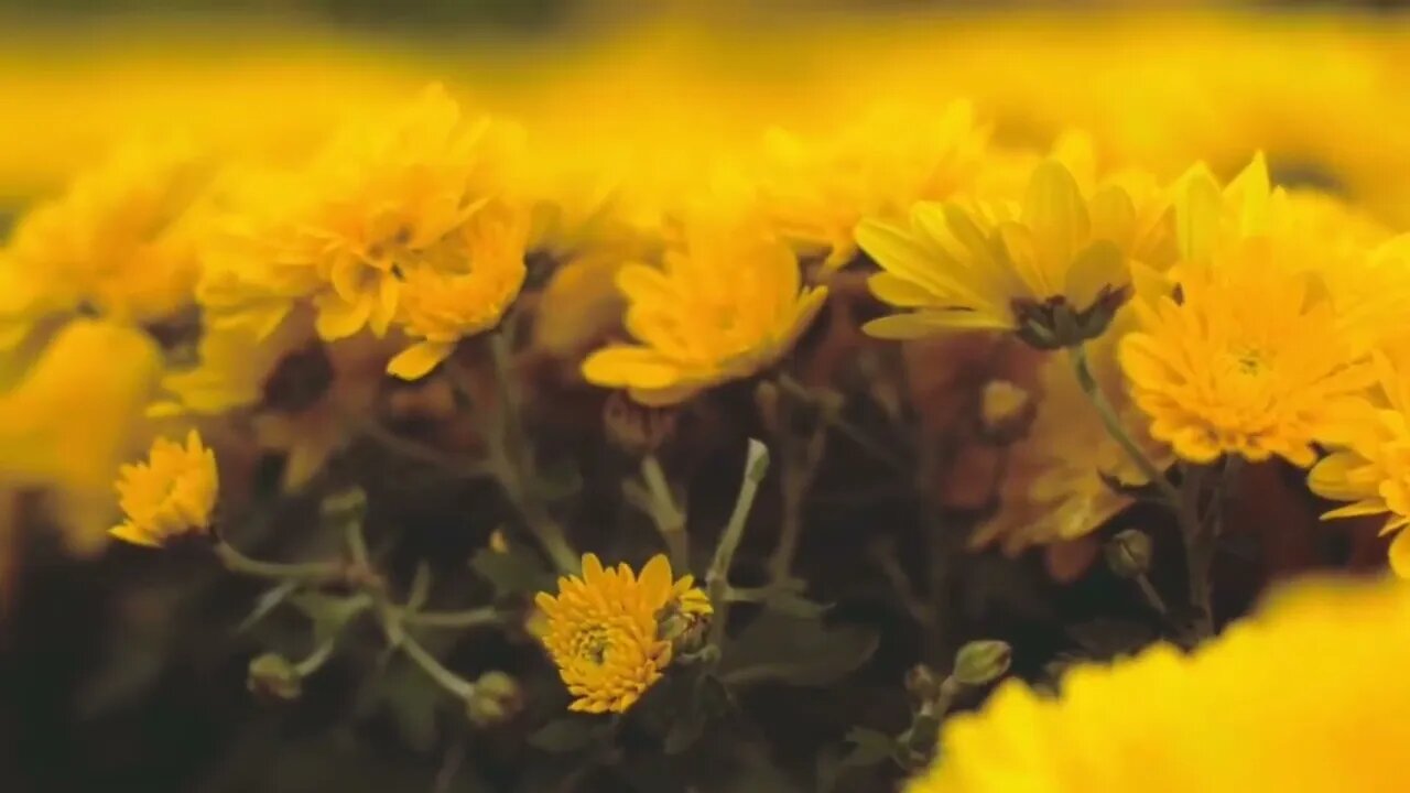 #pinkflower