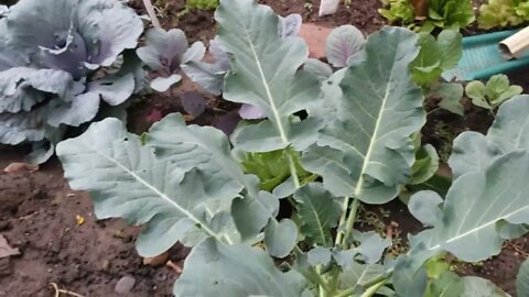 The Cabbages Exploded!