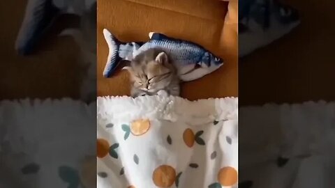 Cat sleeping time #petvideos #funnyvideo