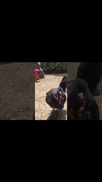 I PULLED UP ON LIL BIRD TO SETTLE LAND BEEF AND HE WANTED THE SMOKE