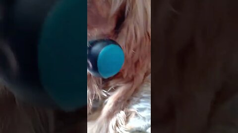 #dogshow , #animals , #dogs , #shorts