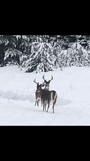 White tail bucks / deer come to visit