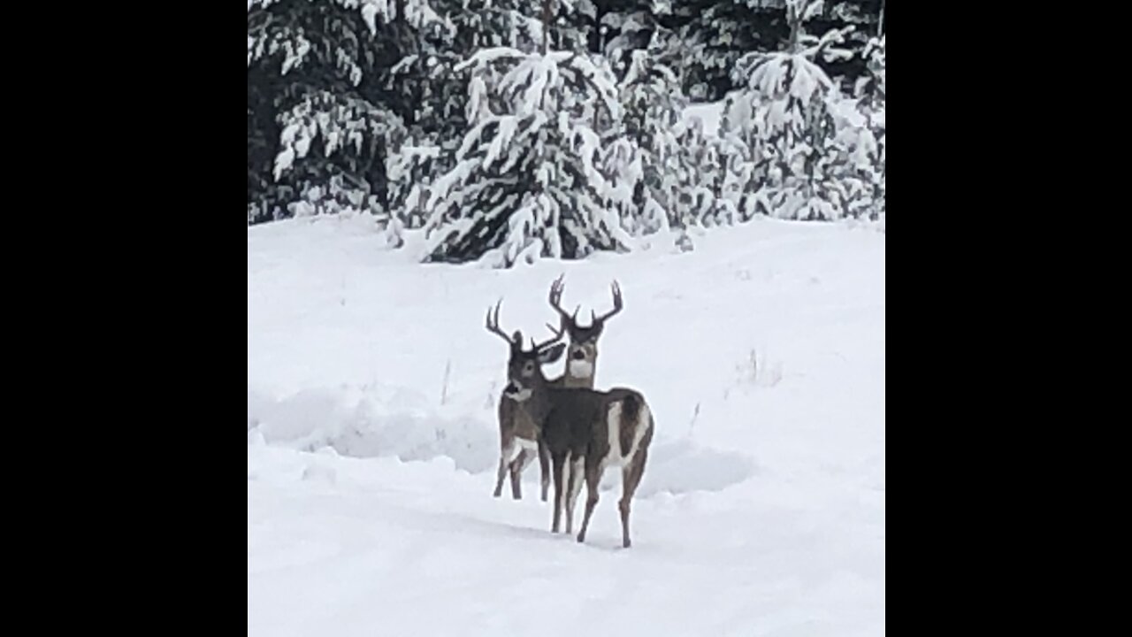 White tail bucks / deer come to visit