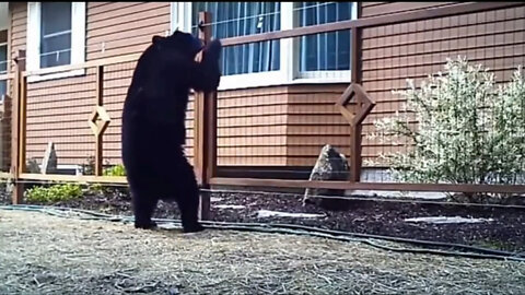 A collection of animals getting electrocuted