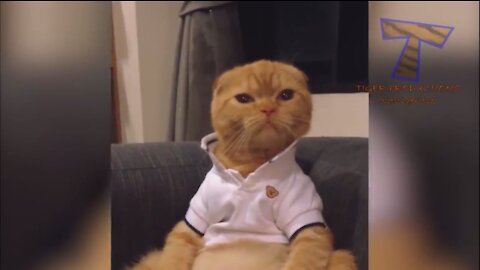 Cute Cats are so funny you will die laughing -