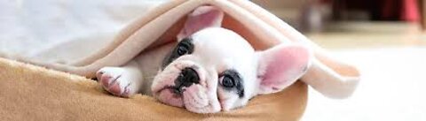 6 Hours of Relaxing Music for Dogs (Black Screen)