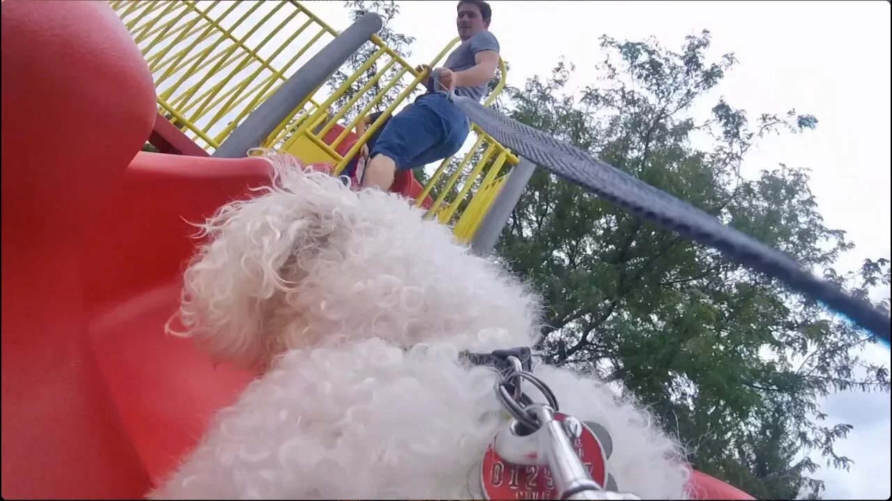 A Day In My Dog's Point Of View! (GoPro On My Dog)