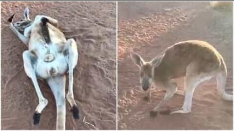 Elderly kangaroo is ready for a siesta!