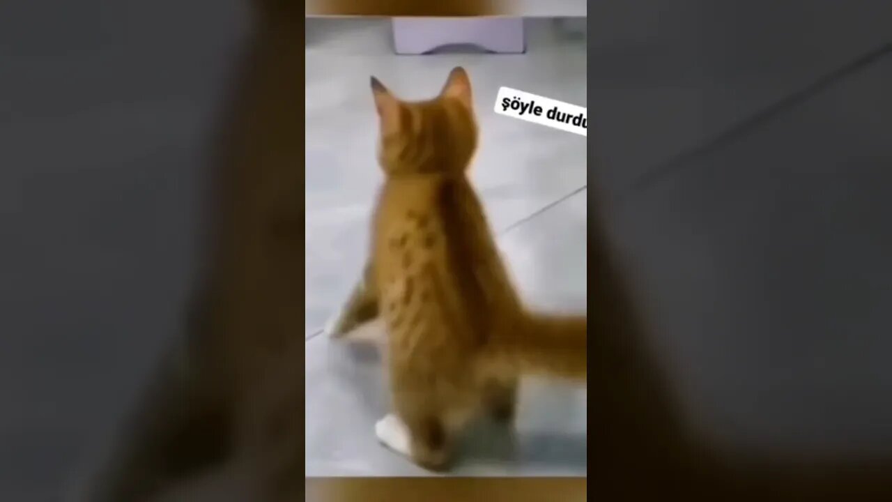 Michael Catson 😂😂😂 #FunnyCats