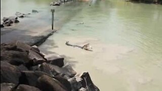 Duelo entre crocodilo e pescador em um rio da Austrália