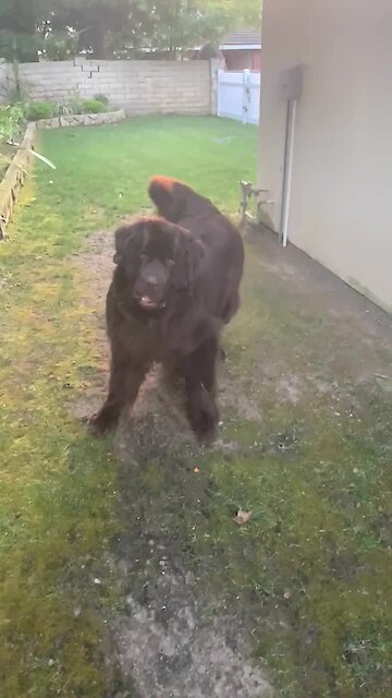 This Newfie can't contain his excitement for a game of fetch