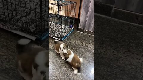 Cute Funny Dog -54