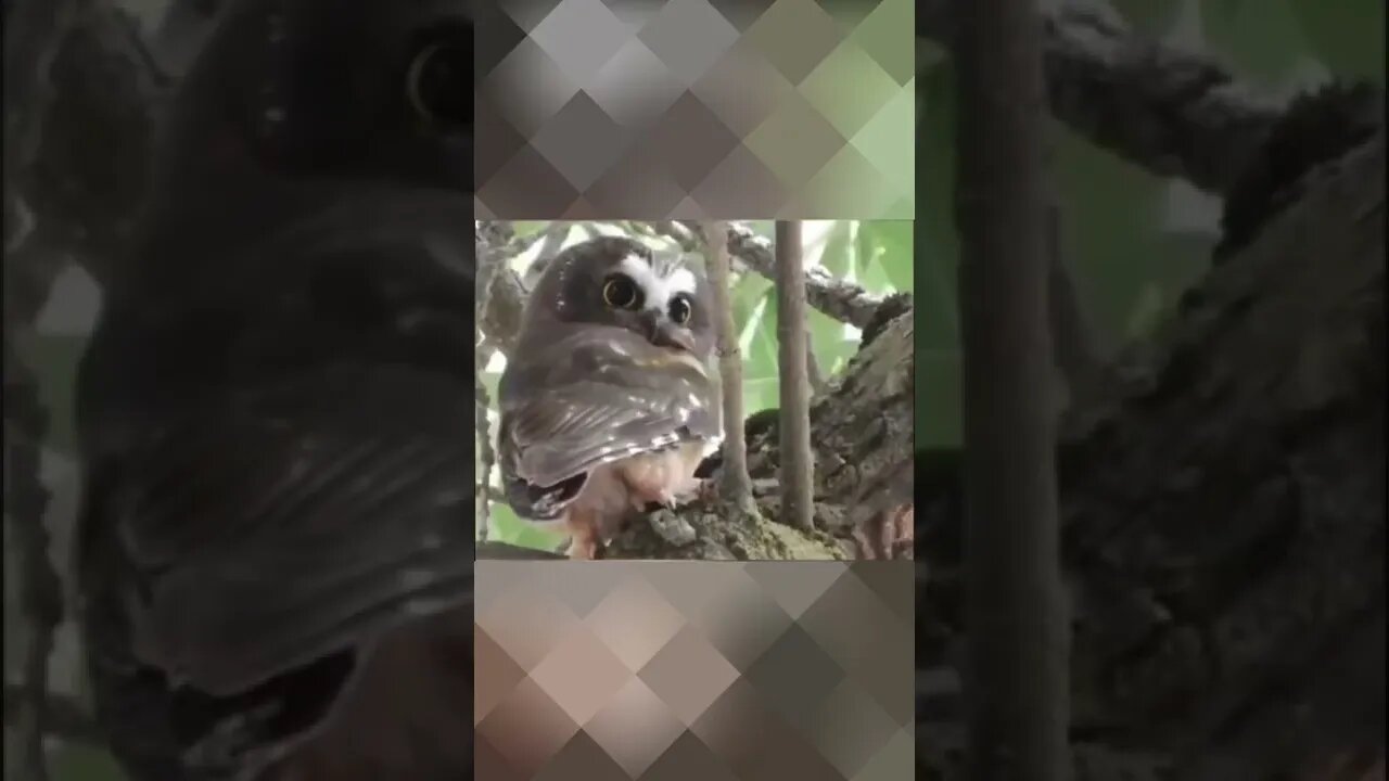 Corujinha Fofa🥰