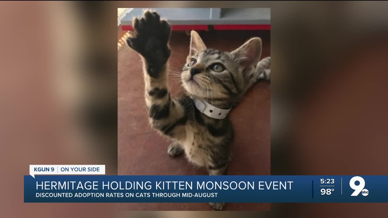 Kittens looking for new homes
