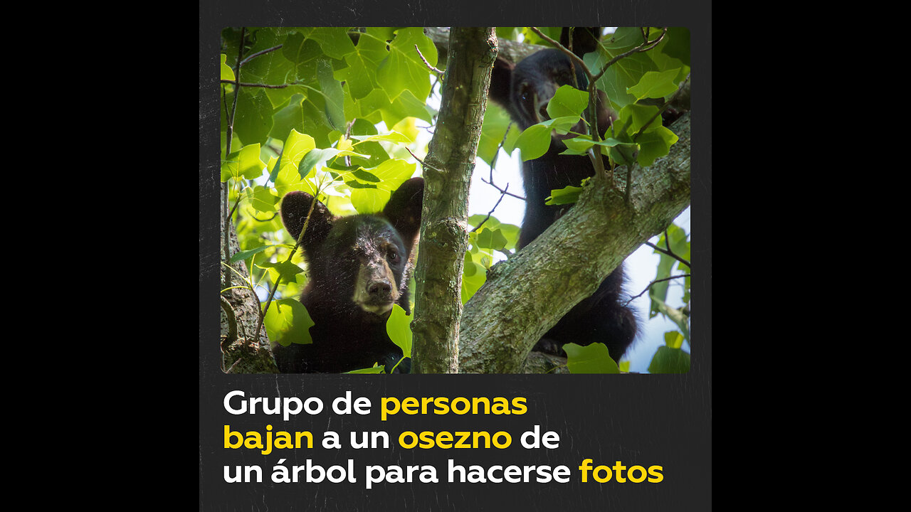 Grupo de personas son captadas bajando a un osezno de un árbol para posar con él