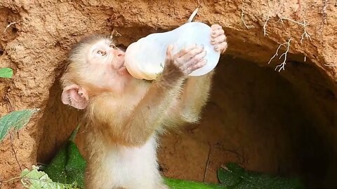 Poor kley monkey was so happy that I bought milk while it was raining heavily-2