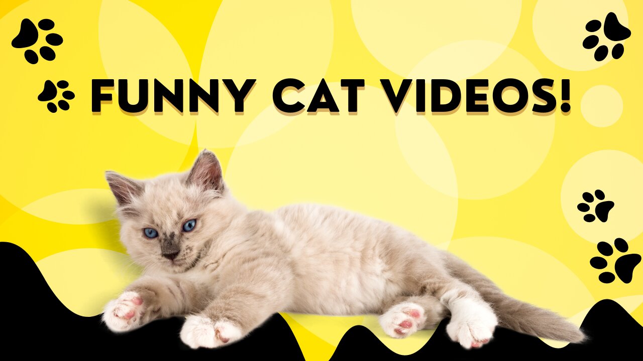 Funny Cat Videos in 2023 🐱 #cutecat #persiancat #babycat