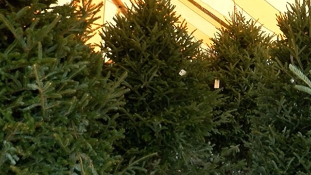 Christmas tree are in short supply