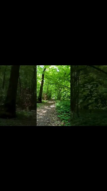 BANEASA Forest ride, Bucharest - Ilfov | 4k Virtual Tour | #shorts