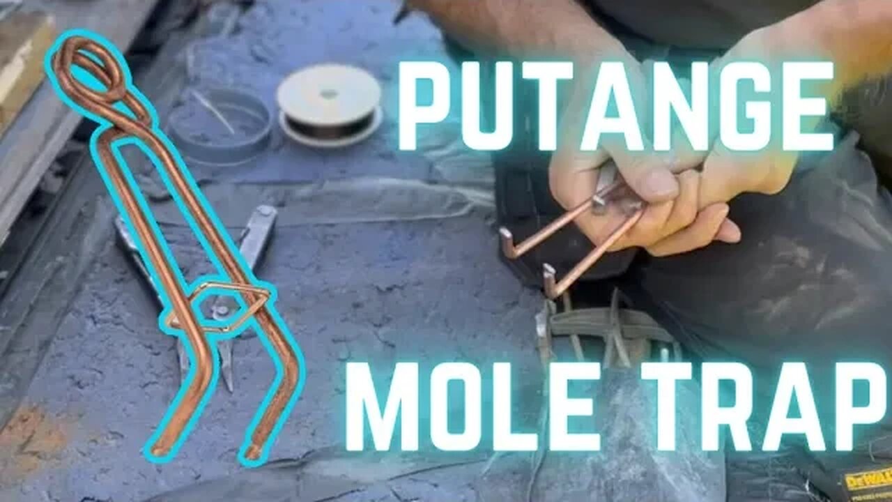 PUTANGE MOLE TRAPPING - How to set and where to set PUTANGE MOLE TRAP