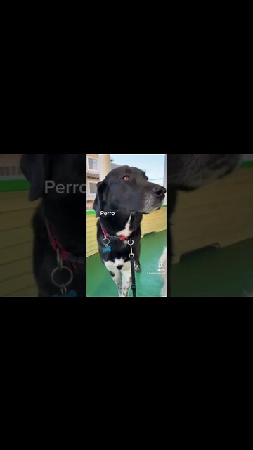 Word of the day #perro #vocabulary #spanish #farming #guarddog