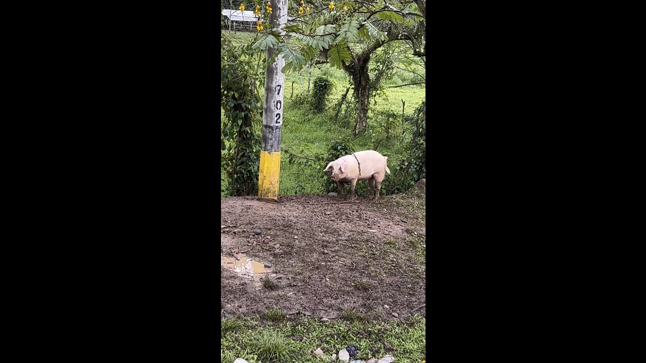 pig in the mud
