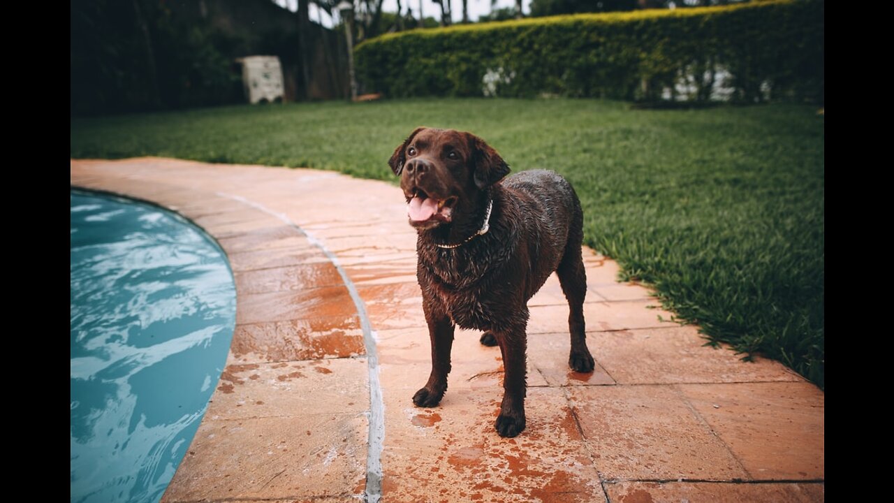 five month old dog play around swimming pool