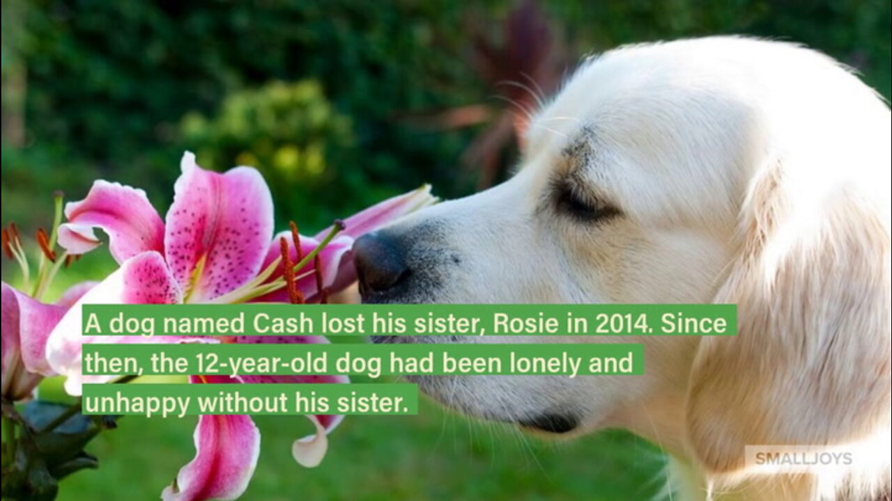 Dog Was Miserable After The Loss Of His Sister, Got A Pleasant Present For Christmas