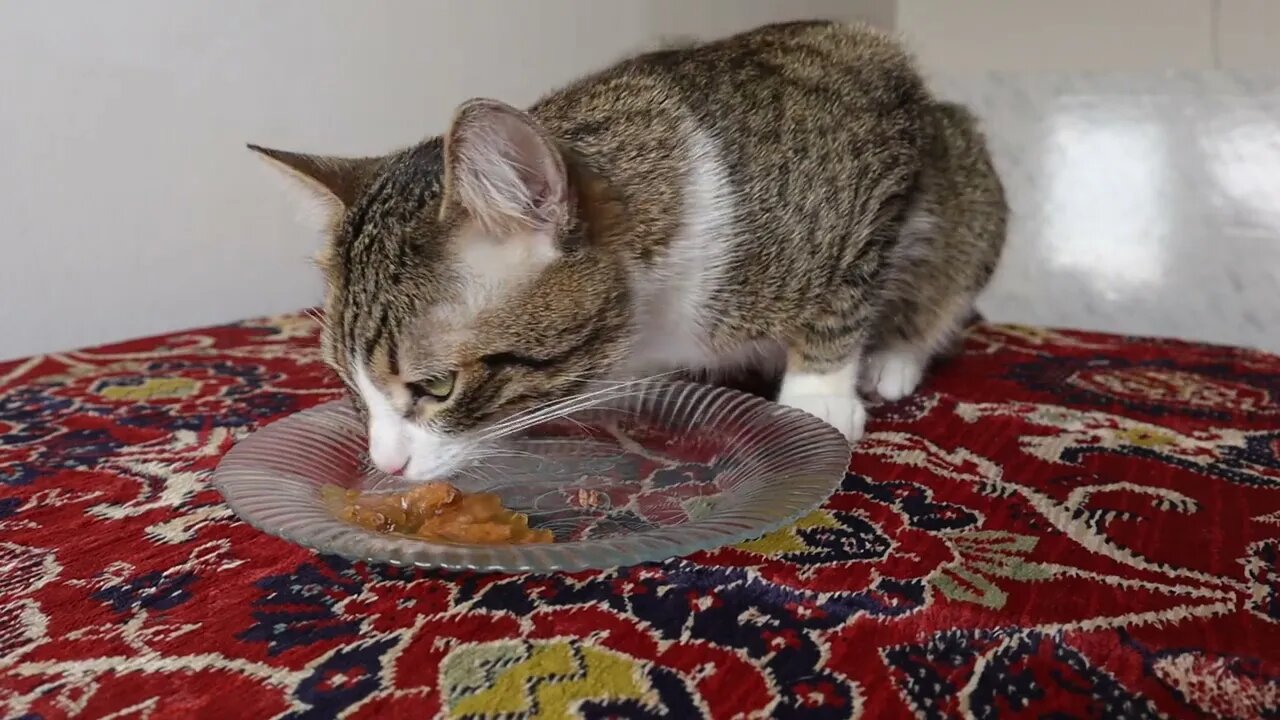 Lets Feed the Hungry Little Cat !