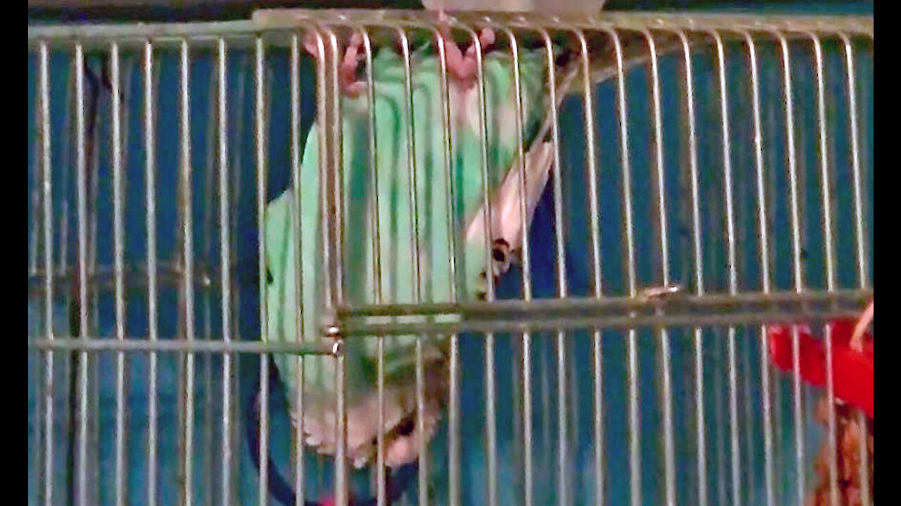 IECV PBV #32 | 👀 Bert Hanging Upside Down He Loves To Do That 🐤 2-15-2016