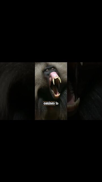 World's Most Vicious Looking Monkey is a Vegeterian