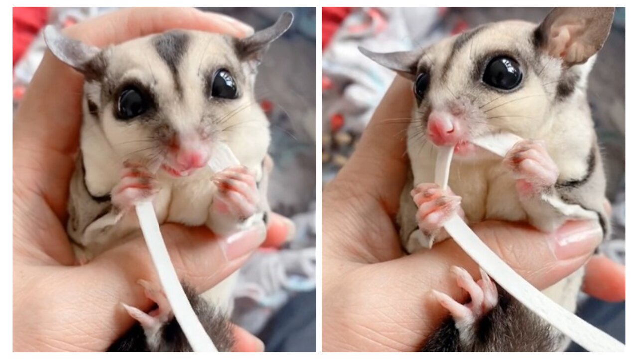 Sugar glider food