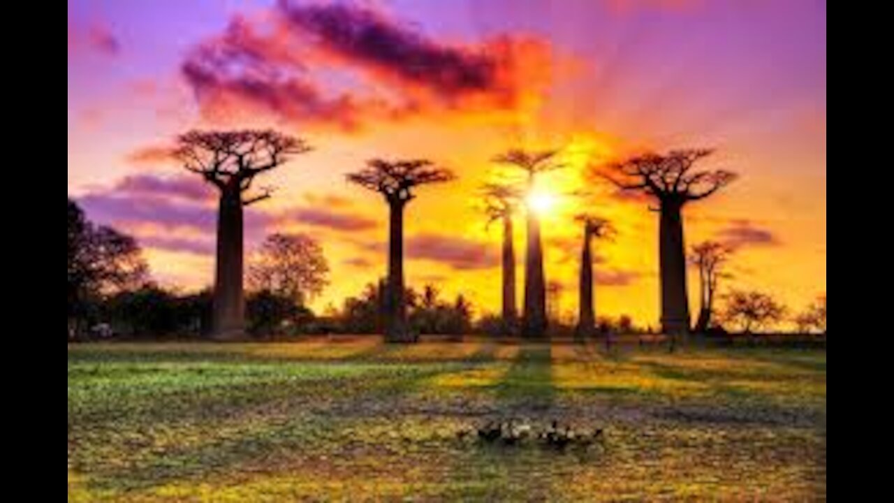 🌴🌴🌴 Baobab - It's known as the "Tree of Life" 🫒🫒🫒