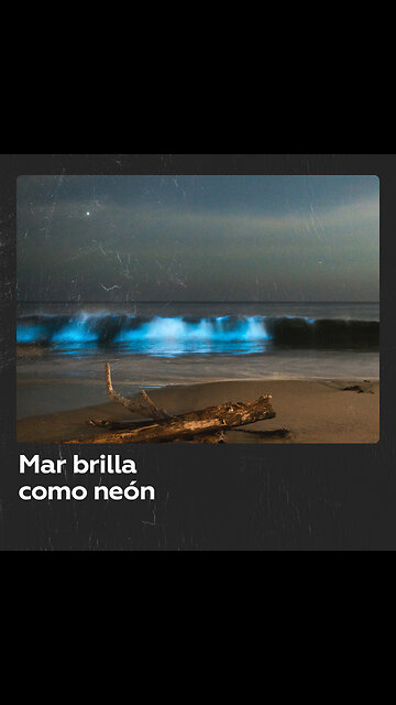 Mar brilla gracias a la luz que emiten ciertas criaturas marinas