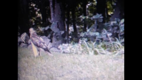 Eagle on Ken's Trailcam