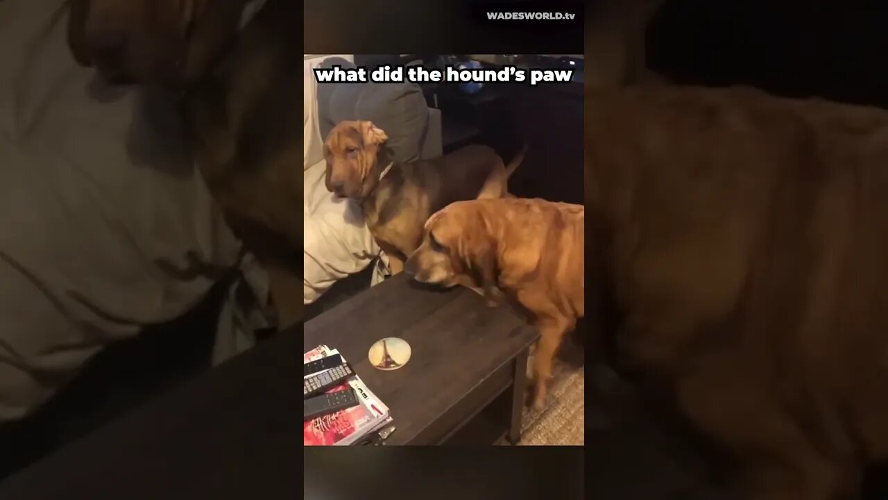 Bloodhound is FED UP with its sibling | #shorts #bloodhound #siblings #funny