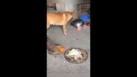 hen and dog funny