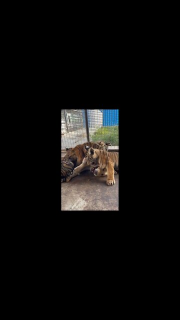 tiger fight new/new fight/tiger/best/seen/world/