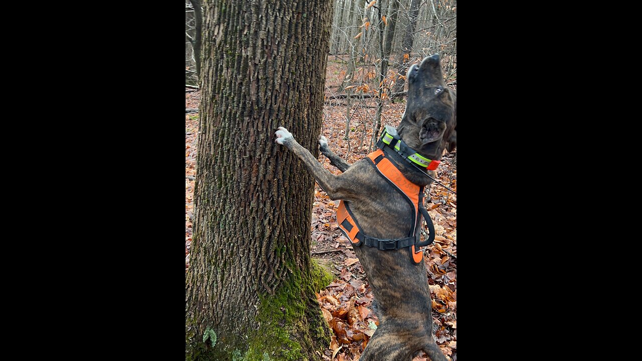 Mountain Cur Squirrel Doggin