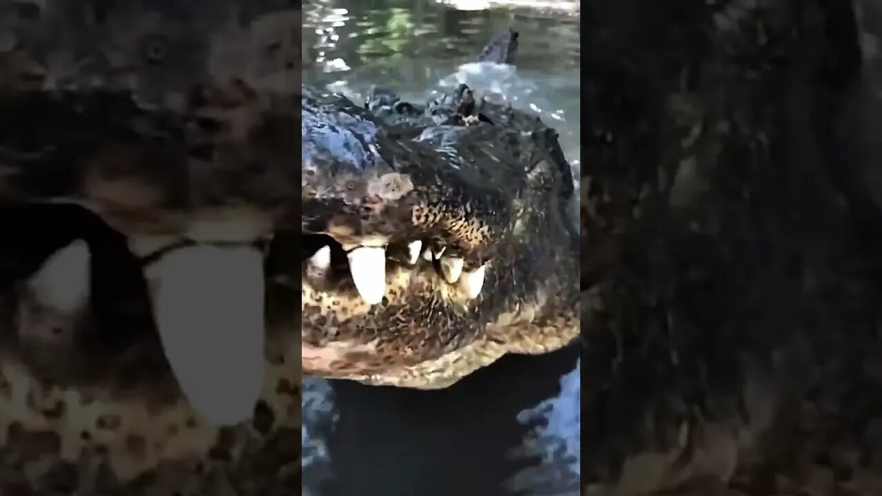 TERRIFYING Growl of an Alligator #animal