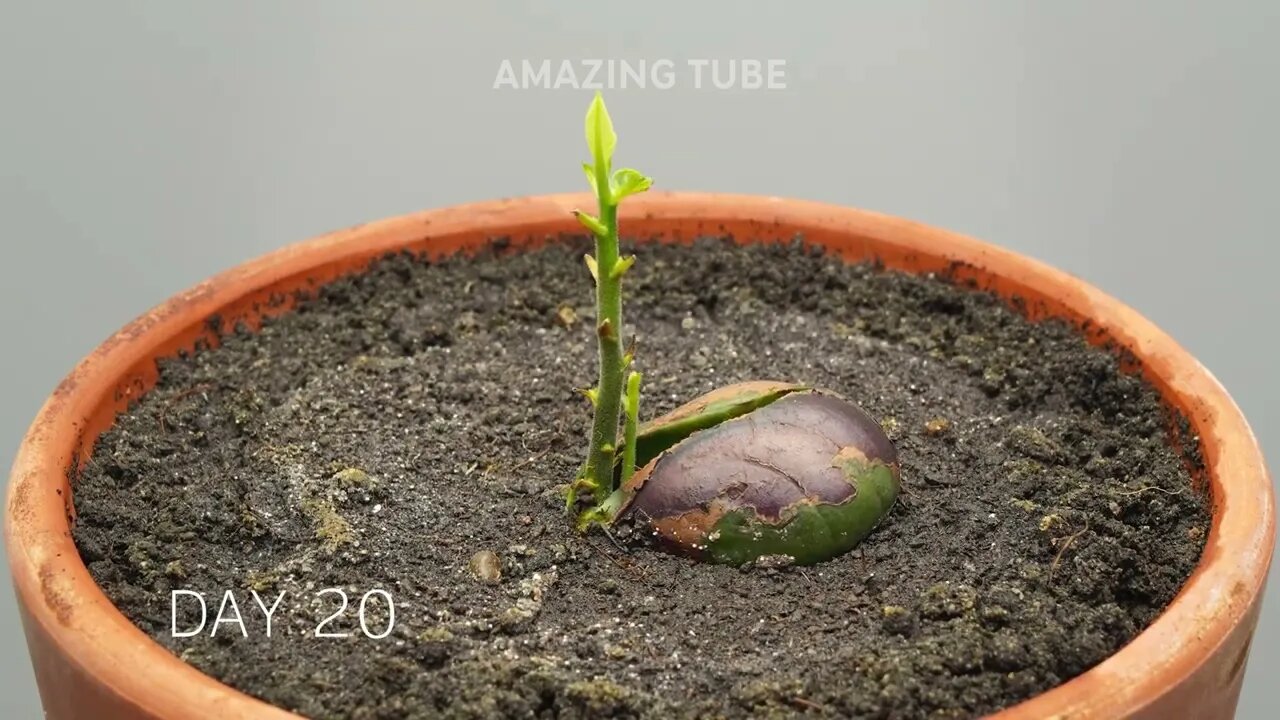 JACKFRUIT TREE Growing From Seed - Time Lapse